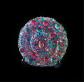 P/B Multi Galaxy Corsage